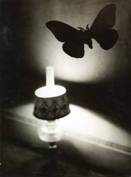  Succession Brassa  - Papillon de nuit - collection particulire