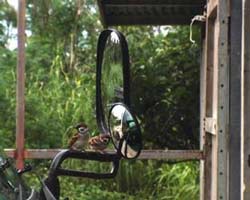   � C�drick Eymenier, Reflexion bird, 2007, photographie et vid�o num�rique