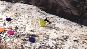  Quarta-feira de Cinzas/Epilogue 2006