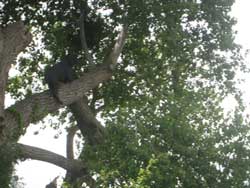 © Sarah Sze - Les Colons