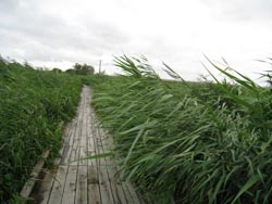 © Tadashi Kawamata - évolution 2009